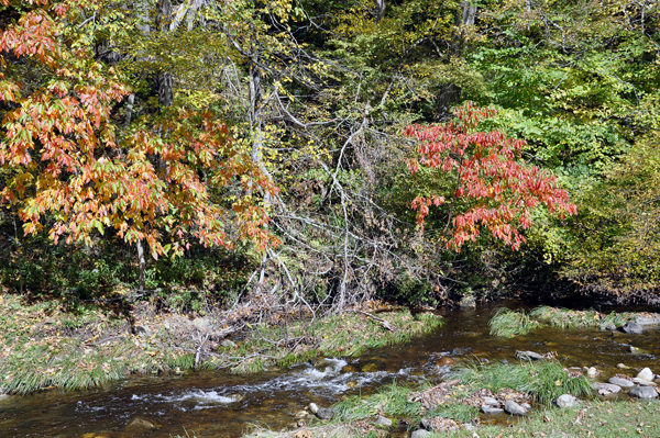 fall colors by the stream